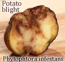 Irish-Famine-Potato-blight-Phytophtora-infestans-PD1.jpg